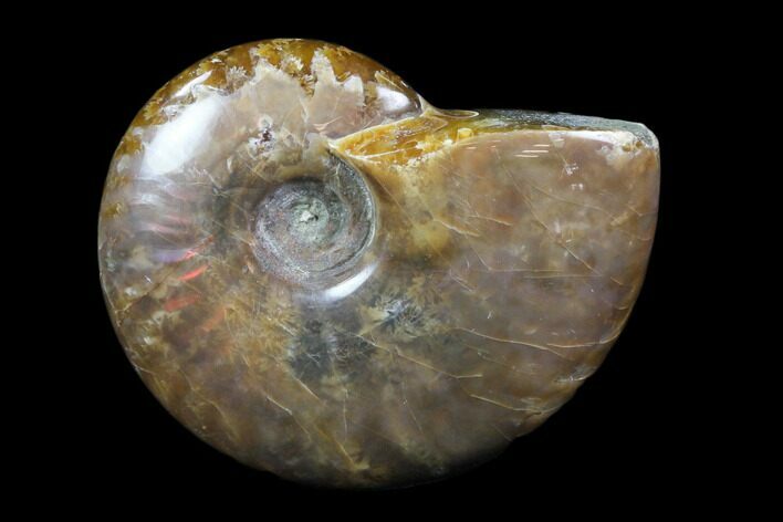 Iridescent, Red Flash Ammonite - Madagascar #82420